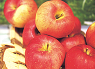 상주 사과 이미지