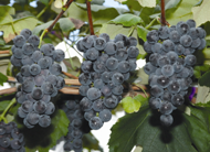상주 포도 이미지