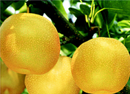 상주 배 이미지