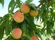 상주 복숭아 이미지