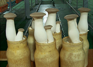 상주 새송이 이미지